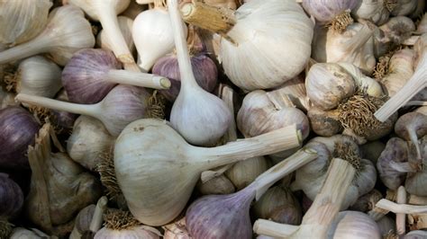 Stages Of Growing Garlic