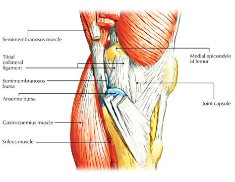 Easy Notes On 【Semimembranosus Bursa】Learn in Just 3 Minutes! – Earth's Lab