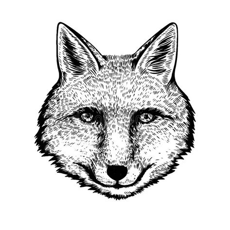 Hand Drawn Ink Portrait Of Fox In Engraving Style Stock Vector