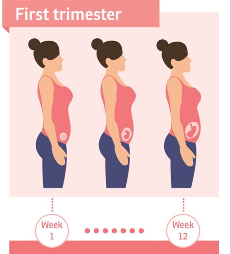 First Trimester Pregnancy Birth And Baby