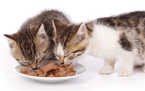 4 wet & canned kitten food. Best Wet Cat Food For Urinary Health - Tips and Reviews