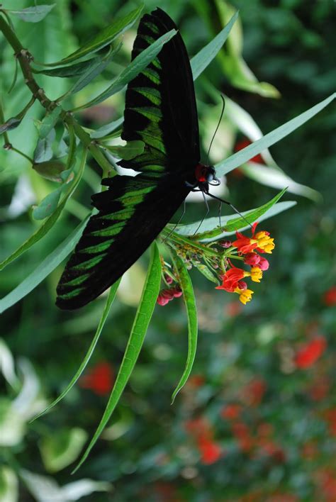 Welcome to enjoy the cool and. MydreamLand 我的梦幻世界: Butterfly farm in Cameron Highlands