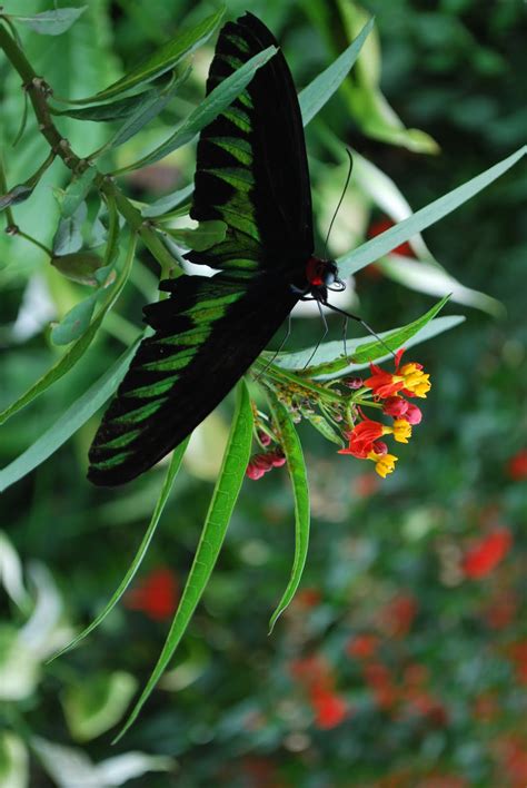 Fresh strawberries and their ice. MydreamLand 我的梦幻世界: Butterfly farm in Cameron Highlands