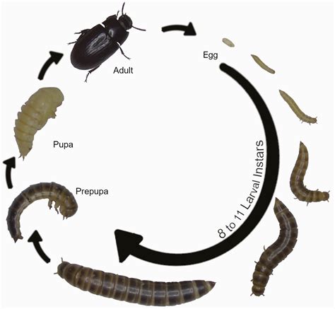 Lesser Mealworm Beetle Lifecycle Entomology Today