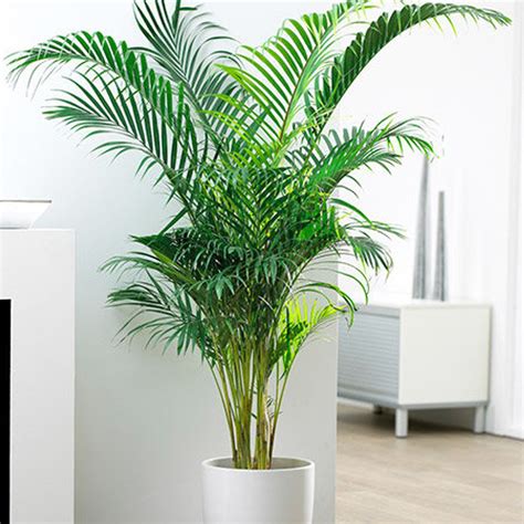 Areca Palms Are Incredibly Low Maintenance With A High A Level Of