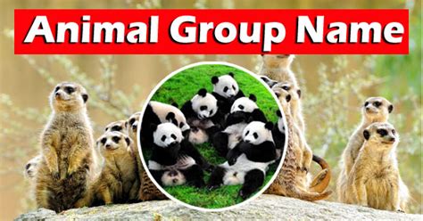 All Animal Group Names List With Pictures And Animal Facts