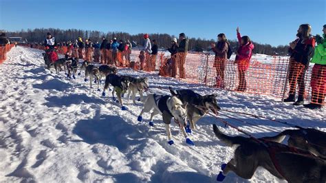 Iditarod Dog Sled Race 2022 In Willow Alaska 犬ぞりレース Youtube