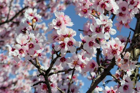 Blossoming Almond Tree Prunus Dulcis Full Of Bright White Flowers