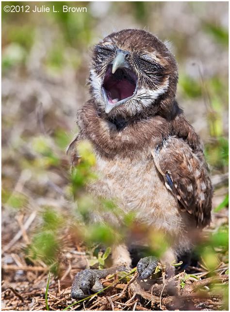 Burrowing Owl Immature Yawning 2 Animal And Insect Photos Julie L