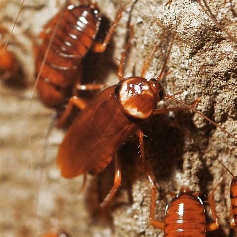 It won't be able to eat or find food, so it will starve. Roaches - Cockroaches - Roach Infestation - Select ...