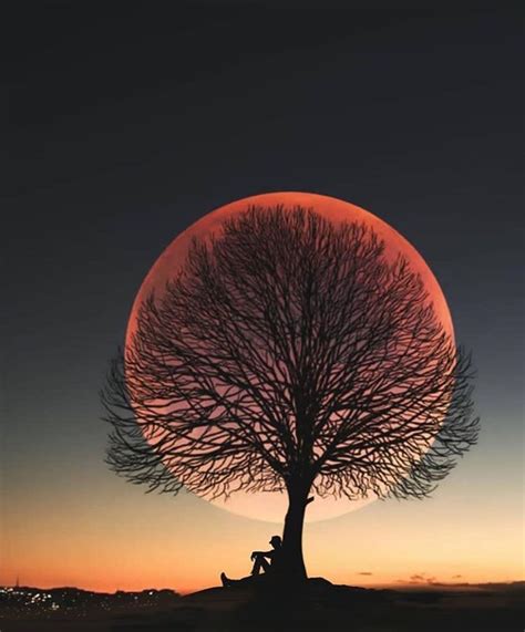 Sunset Tree N Moon Shoot The Moon Photo Art Beautiful Nature