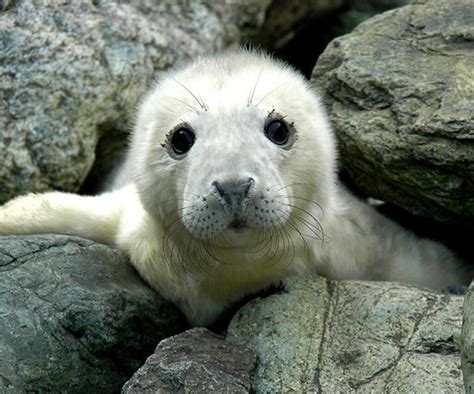 What Is Gray Seal Animal Media Foundation