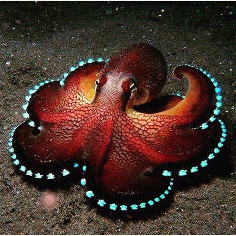 Glowing Coconut Octopus Criaturas Das Profundezas Do Mar Criaturas