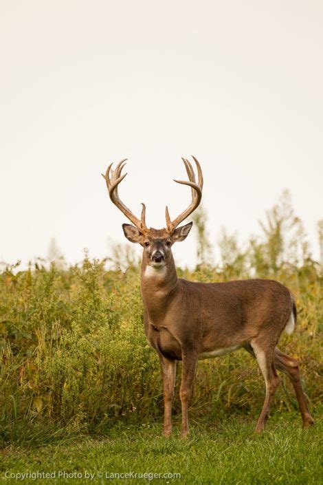 Biggest Whitetails Of Ohio Archives Briarwood Sporting Club