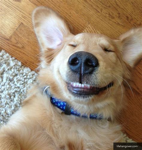 Photos Ten Dogs Showing Their Best Smiles