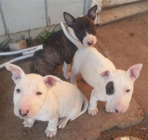 Find what you are looking for or create your own ad for free! GORGEOUS English Bull Terrier puppies!!! for Sale in ...