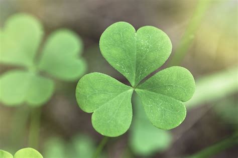 Now the parasite maybe inside or on the host and may or may not harm the host in the process; Difference Between Irish Shamrocks and 4-Leaf Clovers