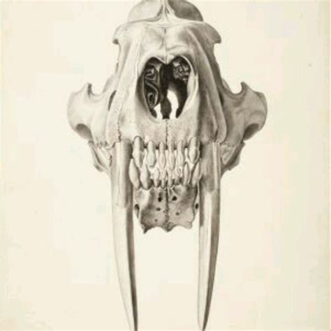 Saber Tooth Tiger Skull Drawing