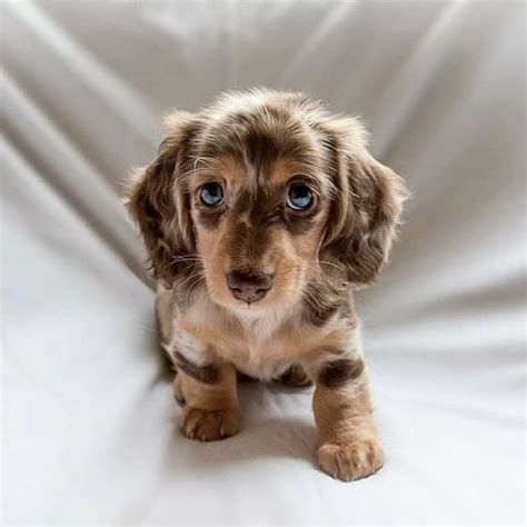 Dapple Dachshund In 2020 Cute Dogs And Puppies Dachshund Puppies