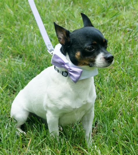 Toy Fox Terrier Pictures Information Temperament Characteristics