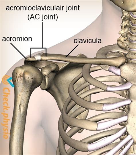 Acromioclavicular Injury Physio Check