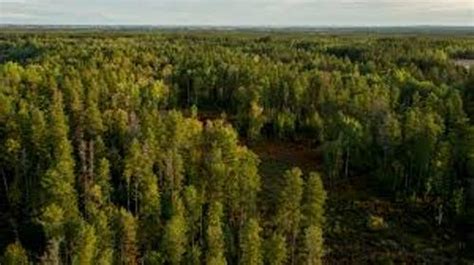 10 Facts About Boreal Forest Fact File