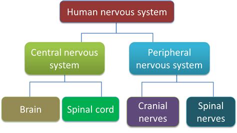 Divisions Of The Nervous System Flow Chart
