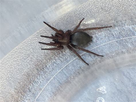 Scotophaeus Blackwalli Mouse Spider In Kirkland Washington United States