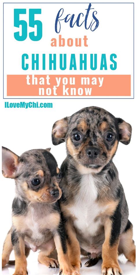 55 Facts About Chihuahuas That You May Not Know Merle Chihuahua