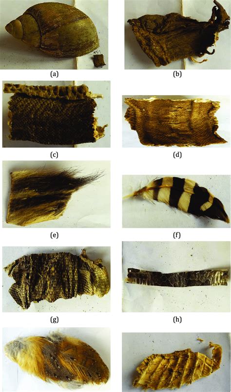 Examples of animals and derivative products used in the ethno-medicine