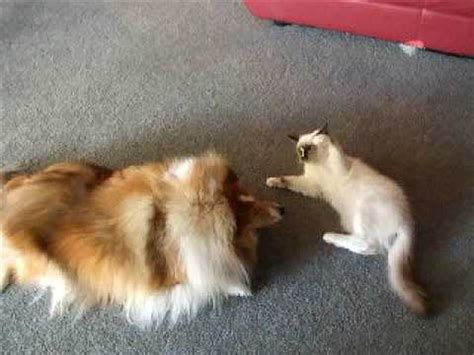 One day, two brother kittens, whose names were moning and muning in time, this made all cats naturally defensive whenever they encounter a dog that they consider their natural enemy. Ragdoll kitten playing with Sheltie dog - YouTube