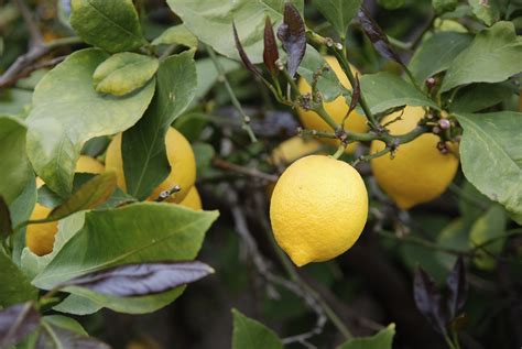 May 08, 2018 · the fruit on apple trees with excessive nitrogen fertilization may also have a tendency to have bitter pit, an apple spotting disorder that is also linked to a calcium deficiency. Good Fertilizer for Lemon Trees | eHow