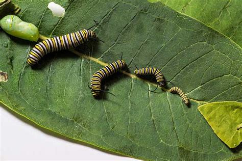 Monarch Butterfly Eggs Facts Faq Pictures Wildlife Informer