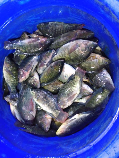 Populer Download Gambar Ikan Mujair | Goodgambar