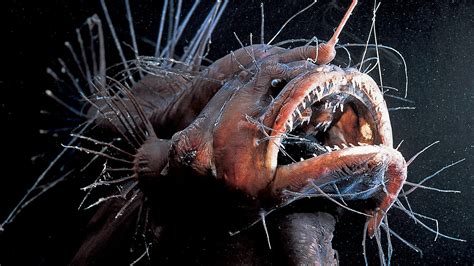 The Creepy Anglerfish Comes To Light Just Dont Get Too Close The