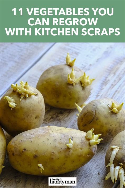 How long does garlic take to regrow? 11 Vegetables You Can Regrow with Kitchen Scraps in 2020 ...