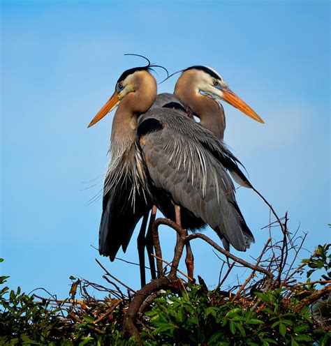 Also for wading, heron, crane, wood stork, flamingo, blue crane, and great blue heron are good. Mating Season For The Great Blue Heron Photograph by ...