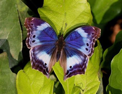 Amazing Purple Butterfly Butterfly Wallpaper Purple