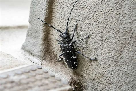 Beetles With Long Antennae Pictures Wildlife Informer