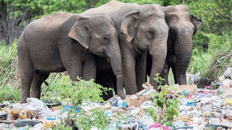 What Is The Effect Of Plastic In Forests And Wildlife Purpose Rising