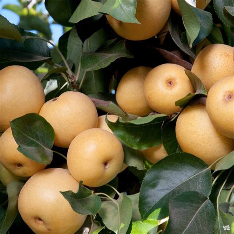 Asian Pear 20th Century — Green Acres Nursery And Supply