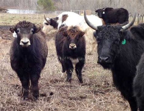 Yak Man Yak Farm–April 2011 | The Foxloft
