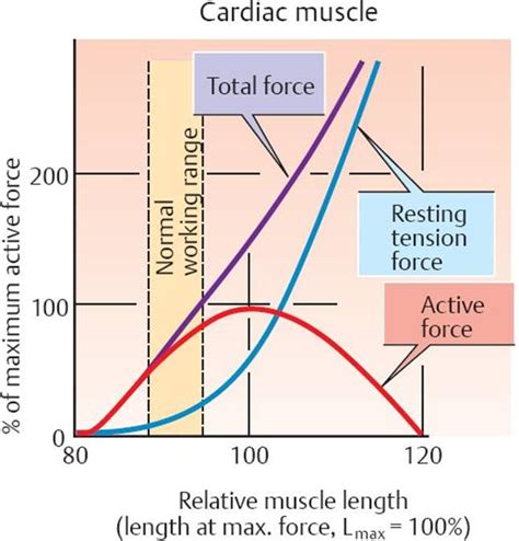 Muscle Cell Physiology Physiology An Illustrated Review