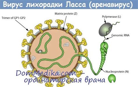Rousettus aegyptiacus, fruit bats of the pteropodidae family, are considered to be natural hosts of marburg virus. Возбудитель лихорадки Ласса - структура, характеристика