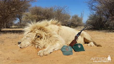 White Lion Hunt South Africa
