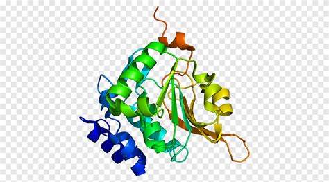 Procalcitonin Molecule Protein Structure Mass Spectrometry Structure