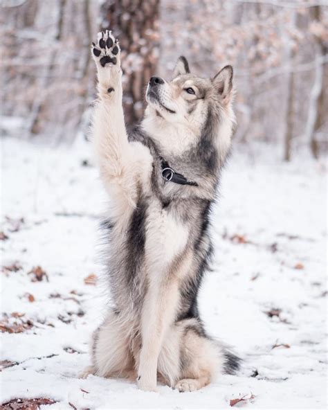 Die süßesten und witzigsten momente der tiere ist die kindheit. Image may contain: snow and outdoor | Süße tiere, Baby ...