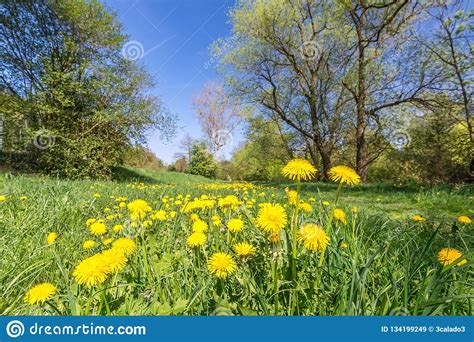 Peaceful Meadow With Yellow Dandelion Flowers And Trees In The