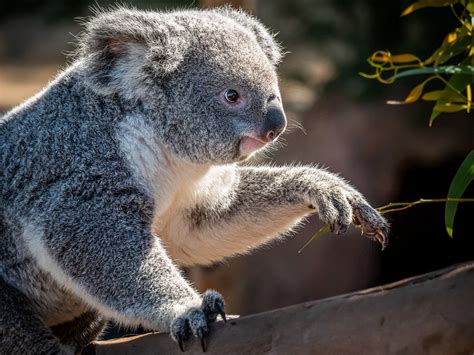 A Koala Ty Breakfast Female Koala Phascolarctos Cinereus Flickr