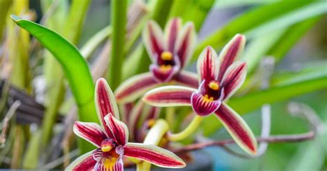 Cymbidium Aloifolium The Aloe Leafed Cymbidium Care And Culture Travaldo S Blog